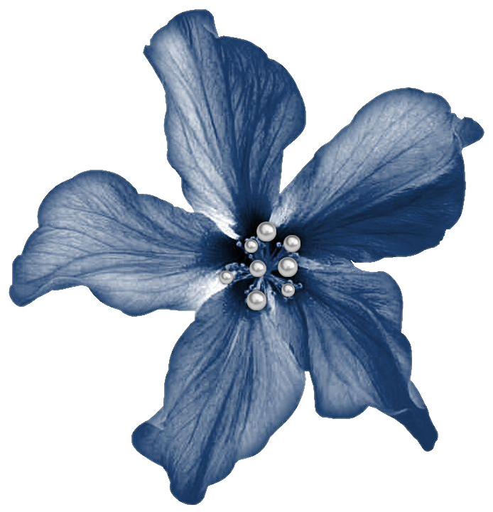 Blue jeweled hibiscus flower